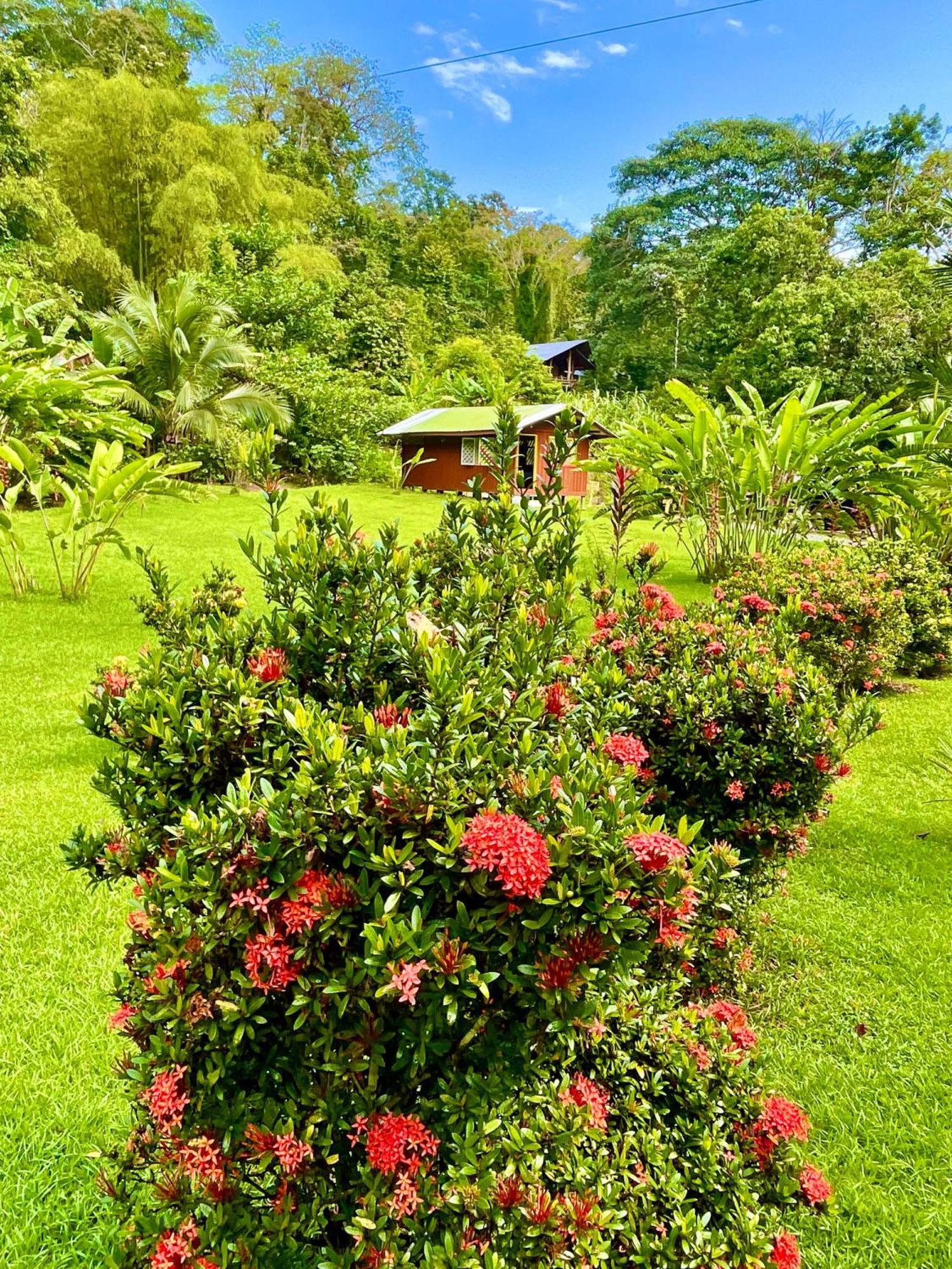 Alouatta Lodge And Canopy Cahuita Ngoại thất bức ảnh