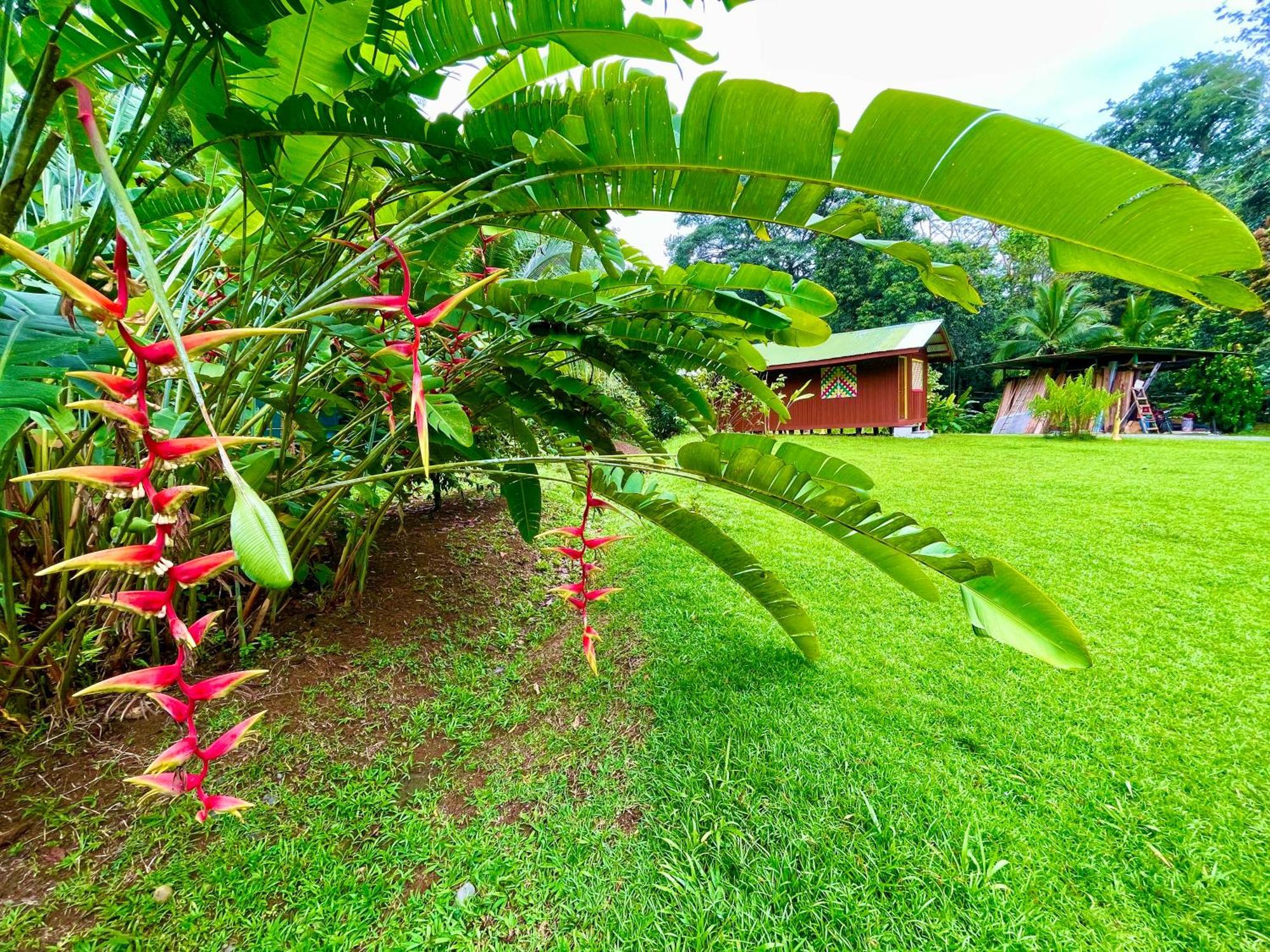 Alouatta Lodge And Canopy Cahuita Ngoại thất bức ảnh