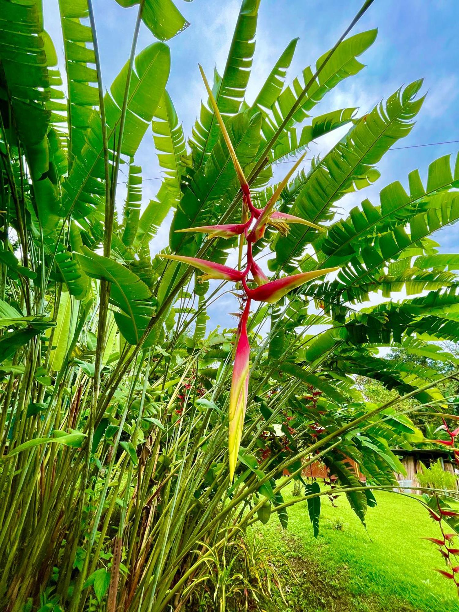 Alouatta Lodge And Canopy Cahuita Ngoại thất bức ảnh